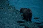 Urso caminha pelas margens do rio Chilkat, em Haines, no sudeste do Alaska